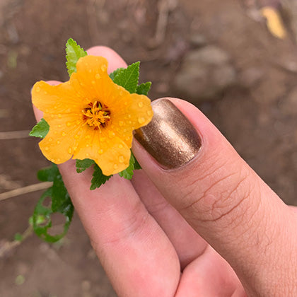  rainbows end natural nail polish hand holding yellow flower
